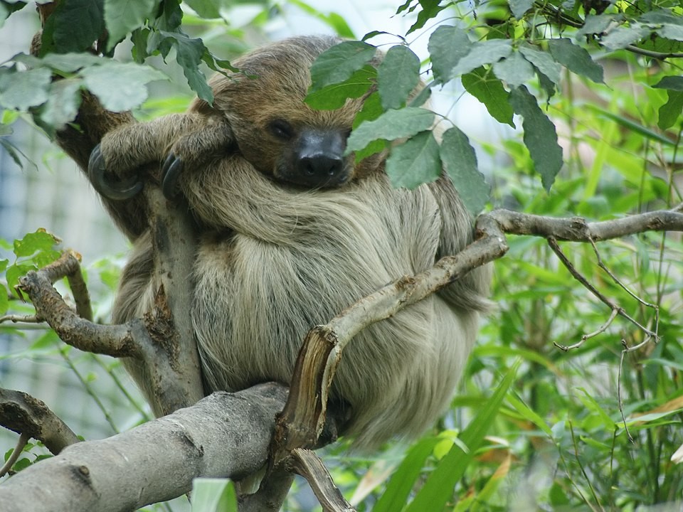 A Linnaeus’s two-toed sloth at Paradisio in Belgium in 2008