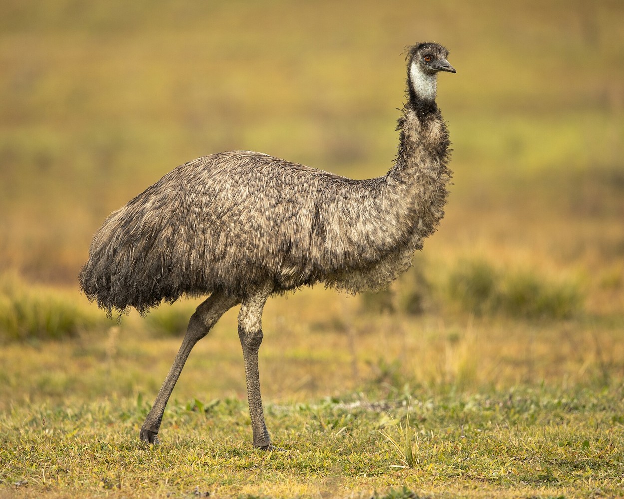 An emu at Tidbinbilla Nature Reserve in Australia