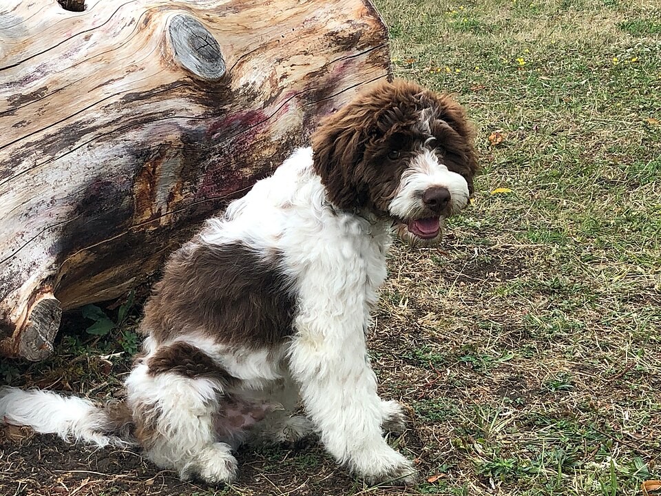 A six-month-old Lagotto Romagnolo dog in a representative August 2020 photograph